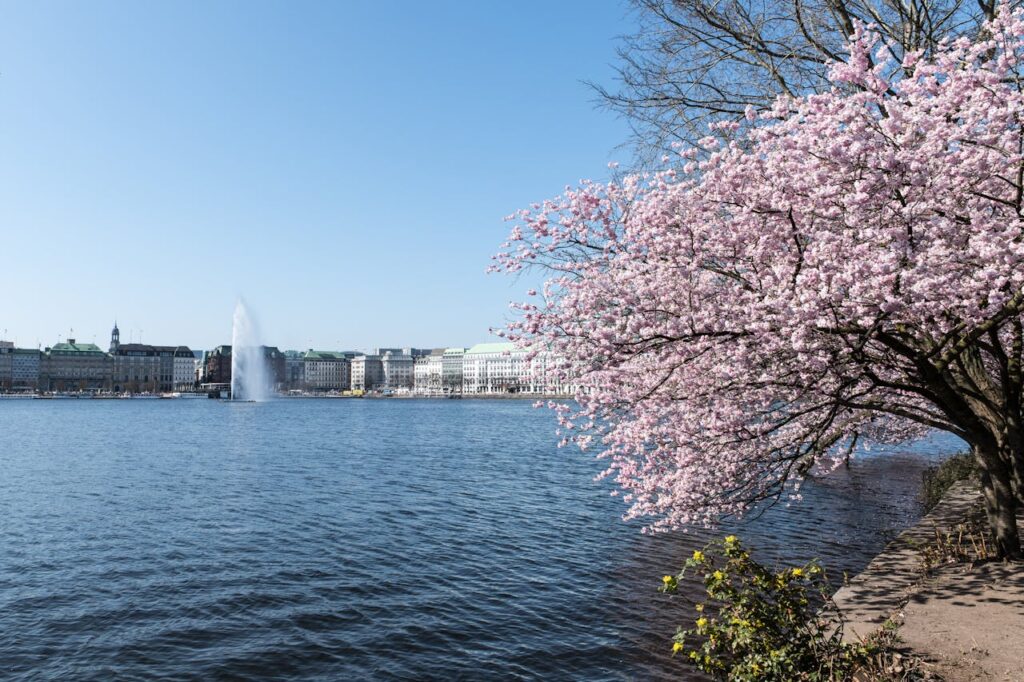 Cherry blossom trees in full bloom along a waterfront on a clear spring day