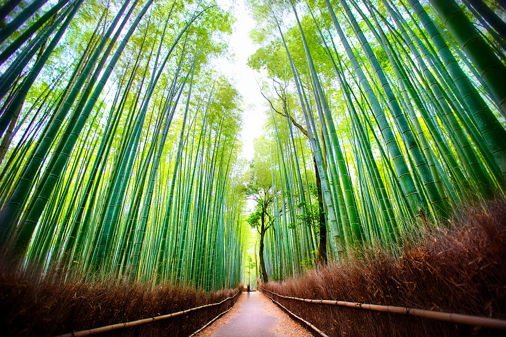 Arashiyama Bamboo Grove in Kyoto with tall green bamboo stalks lining a quiet walking path in Sagano district