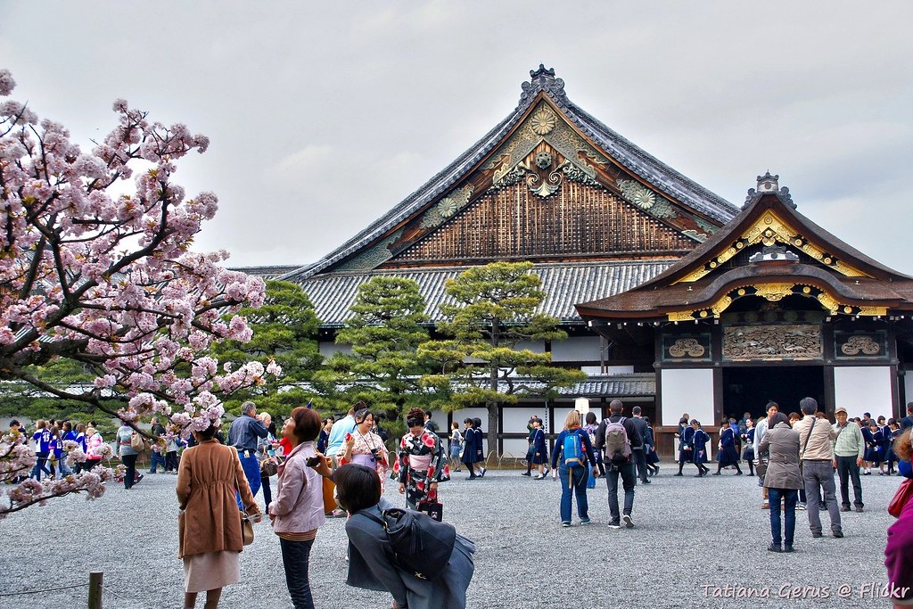 Nijo Castle in Kyoto during cherry blossom season, with visitors walking across the castle grounds