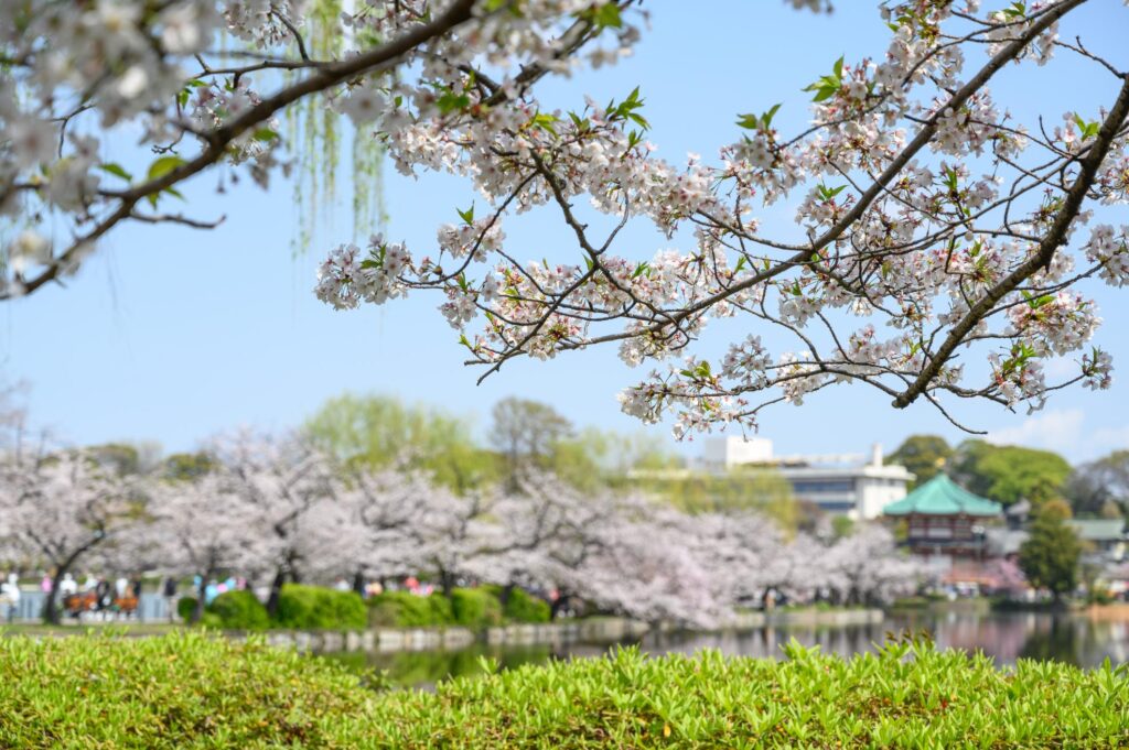 Where to Stay in Japan During Cherry Blossom Season (Best Cities & Areas) 7 Cherry blossom trees lining a park in Tokyo with crowds enjoying hanami under clear spring skies