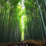 Arashiyama Bamboo Grove Kyoto Guide: Best Time, Tips & Nearby Attractions