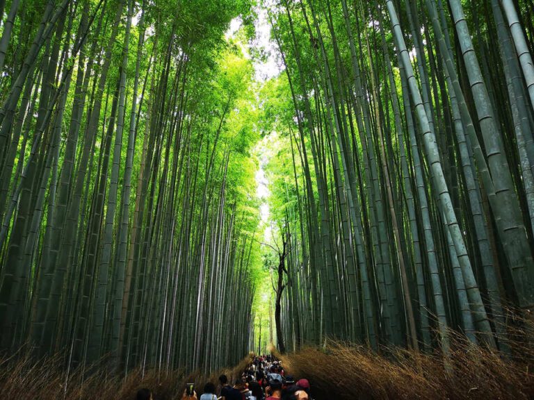 Arashiyama Bamboo Grove Kyoto Guide: Best Time, Tips & Nearby Attractions