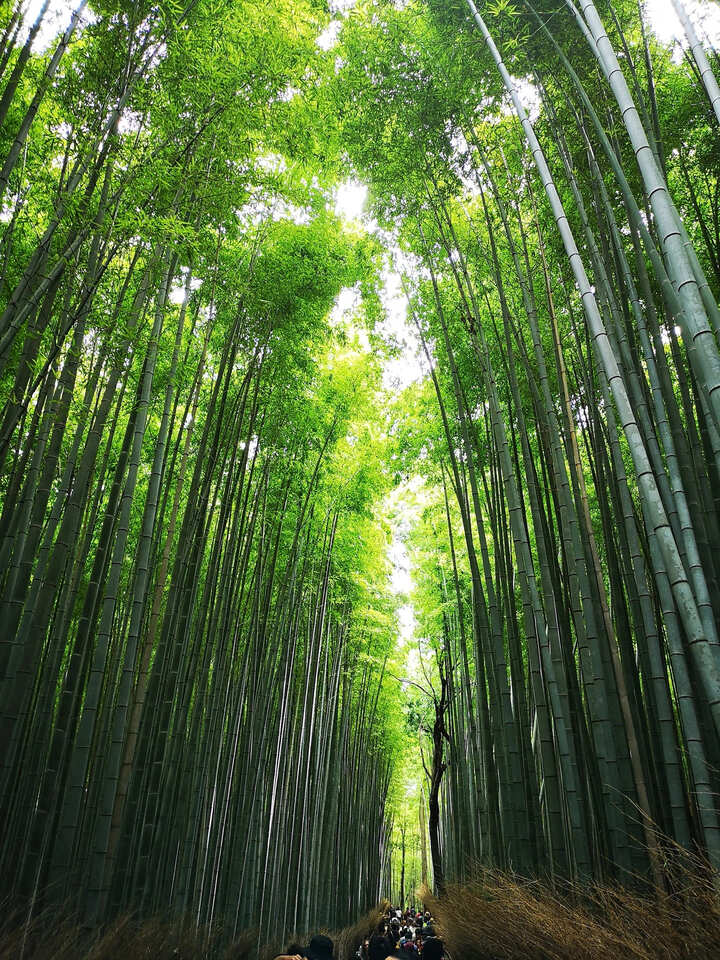 Arashiyama Bamboo Grove Kyoto Guide: Best Time, Tips & Nearby Attractions 6 Looking up at tall bamboo trees in Arashiyama Bamboo Grove Kyoto with sunlight filtering through