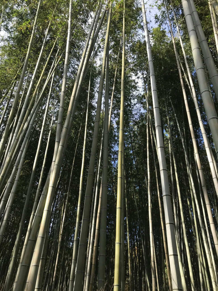 Arashiyama Bamboo Grove Kyoto Guide: Best Time, Tips & Nearby Attractions 7 Close-up view of towering bamboo stalks in Arashiyama Kyoto against a blue sky