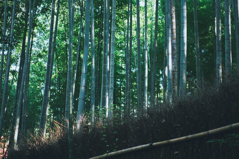Arashiyama Bamboo Grove Kyoto Guide: Best Time, Tips & Nearby Attractions 8 Quiet bamboo forest path in Arashiyama Kyoto with soft natural light