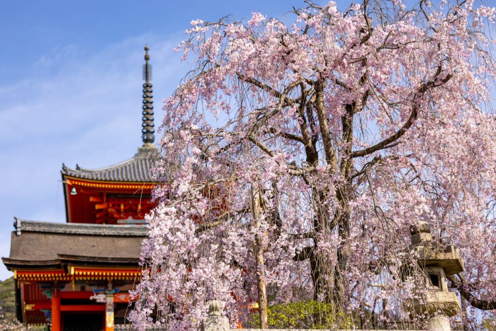 Cherry Blossom Japan With Kids: What Parents Should Know 7 Weeping cherry blossom tree in full bloom beside a traditional Japanese temple during spring in Japan