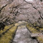 Where to Stay in Japan During Cherry Blossom Season (Best Cities & Areas)
