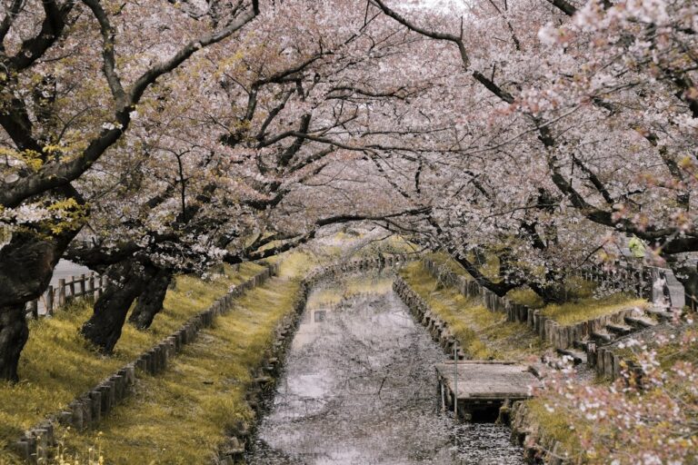 Where to Stay in Japan During Cherry Blossom Season (Best Cities & Areas)