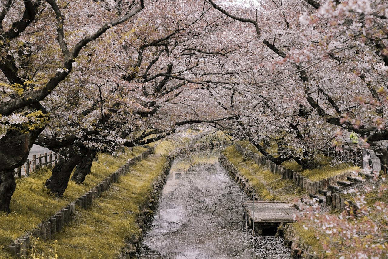 Cherry blossom trees arching over a quiet canal path in Japan during spring sakura season