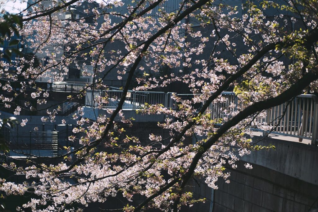 Cherry Blossom Japan With Kids: What Parents Should Know 11 Cherry blossom trees blooming along a riverside walkway in Hokkaido during late spring in Japan