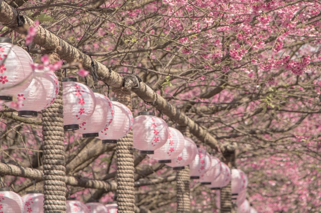 Cherry Blossom Japan With Kids: What Parents Should Know 5 Cherry blossom trees in Japan with pink lanterns hanging beneath blooming sakura branches during spring season