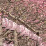 Cherry Blossom Japan With Kids: What Parents Should Know
