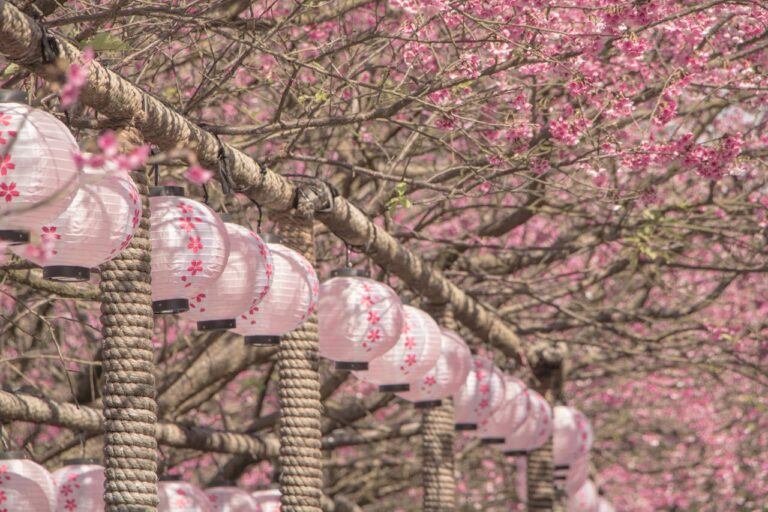 Cherry Blossom Japan With Kids: What Parents Should Know