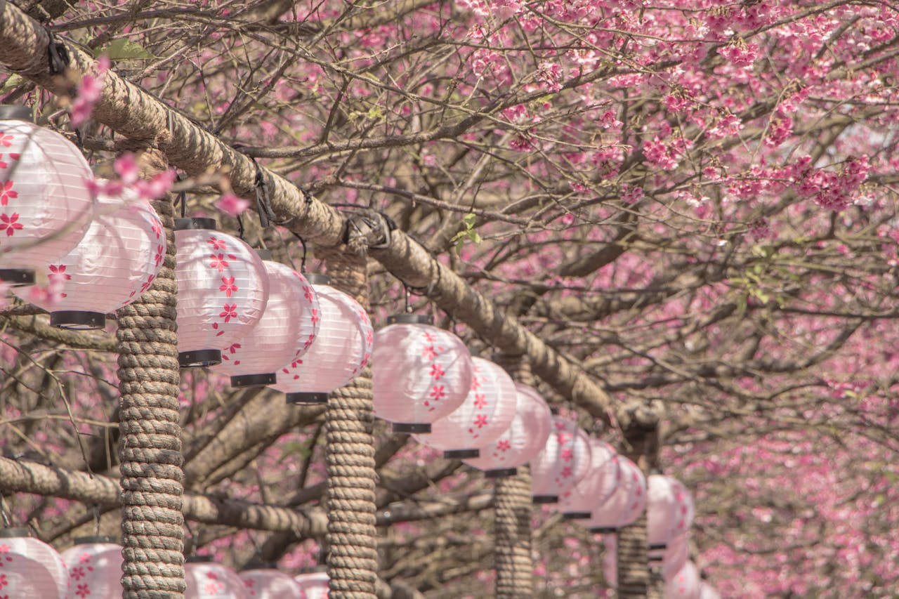 Cherry blossom trees in Japan with pink lanterns hanging beneath blooming sakura branches during spring season