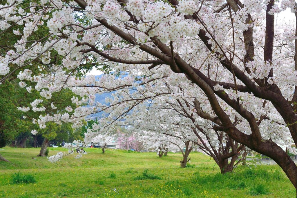 Cherry Blossom Japan With Kids: What Parents Should Know 12 Cherry blossom trees blooming in a green park in Fukuoka during spring in Japan