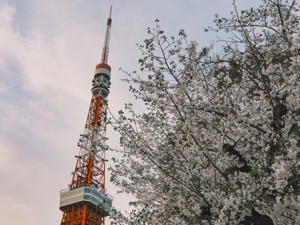 Cherry Blossom Japan With Kids: What Parents Should Know 6 Tokyo Tower framed by blooming cherry blossom trees during spring in Japan