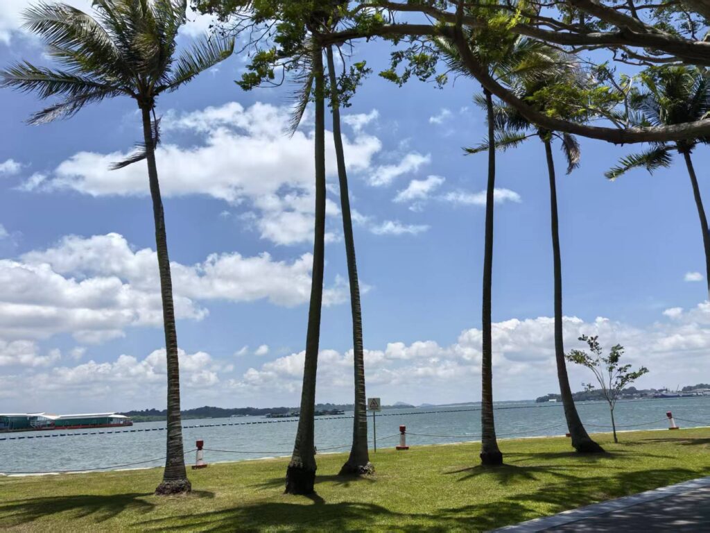 Pasir Ris Park Singapore Guide: Things to Do, Tips & Family Experience 7 Tall palm trees lining the waterfront lawn at Pasir Ris Park in Singapore