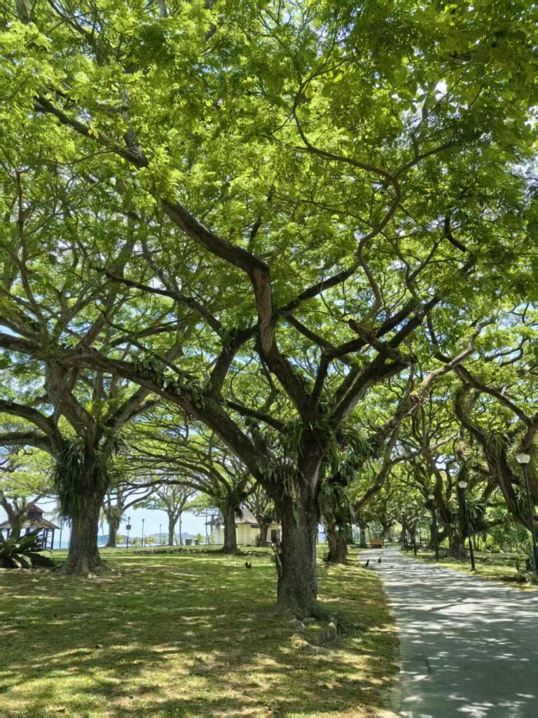 Pasir Ris Park Singapore Guide: Things to Do, Tips & Family Experience 8 Shaded walking path under large leafy trees at Pasir Ris Park Singapore