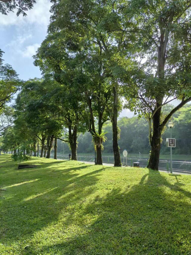 Pasir Ris Park Singapore Guide: Things to Do, Tips & Family Experience 12 Morning sunlight filtering through trees onto grassy lawn at Pasir Ris Park Singapore