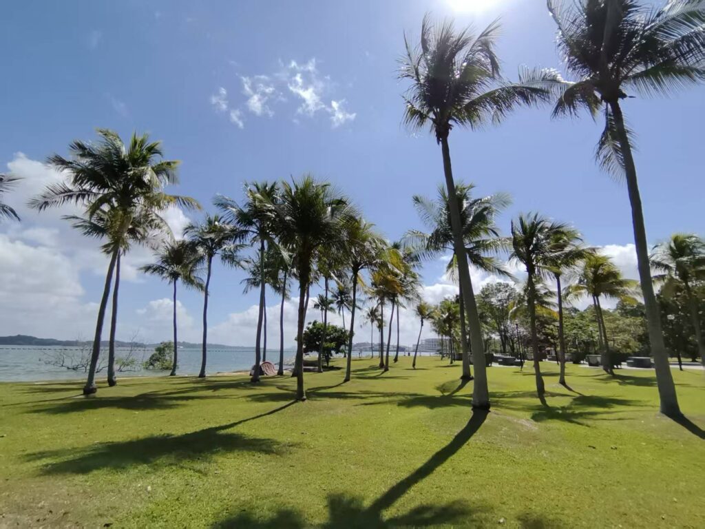Pasir Ris Park Singapore Guide: Things to Do, Tips & Family Experience 13 Palm trees and open coastal field at Pasir Ris Park Singapore under blue skies