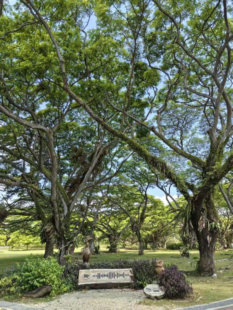 Pasir Ris Park Singapore Guide: Things to Do, Tips & Family Experience 11 Large heritage trees and garden display at Pasir Ris Park Singapore