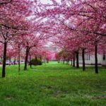 What to Wear in Japan During Cherry Blossom Season