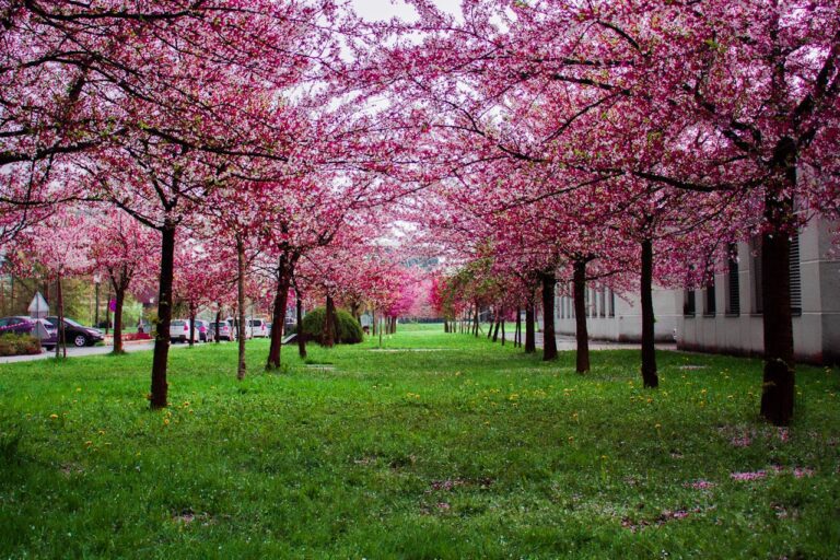 What to Wear in Japan During Cherry Blossom Season
