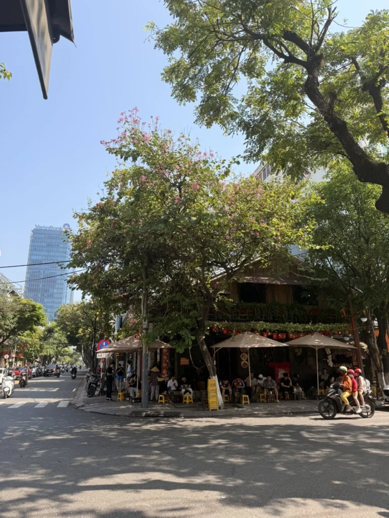 Da Nang street corner café with pink flowering tree and local life near city center Vietnam