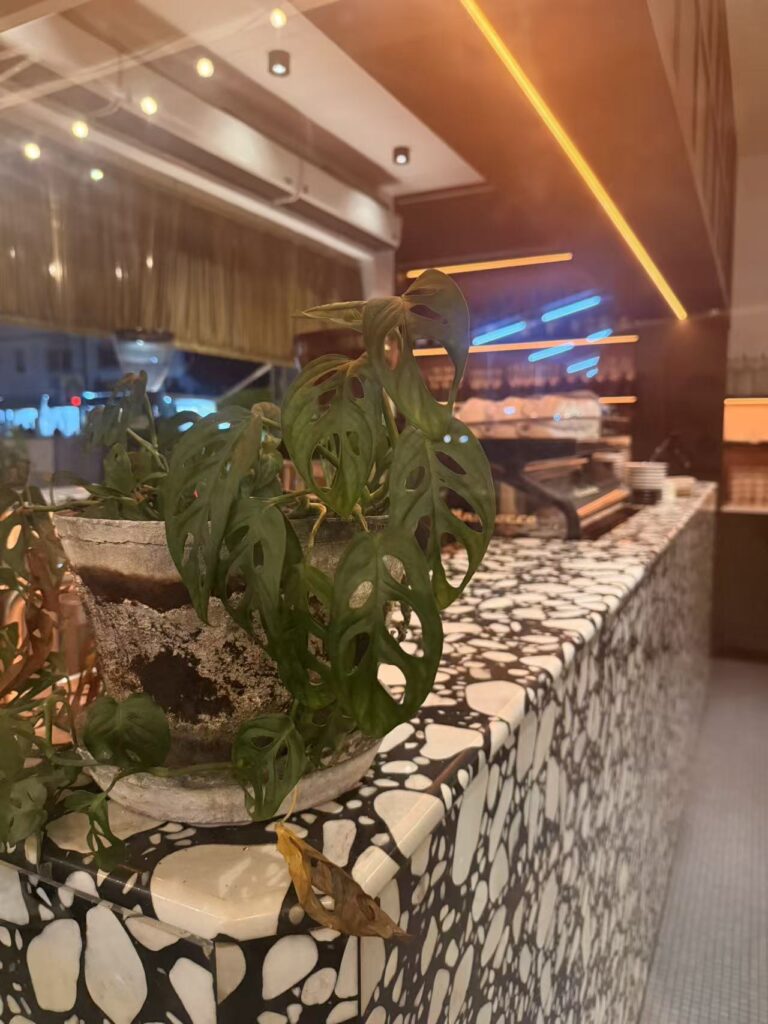 Seng House Review: Big Portions, Mixed Flavours & Must-Try Dish 7 Seng House cafe interior with terrazzo counter and monstera plant close-up