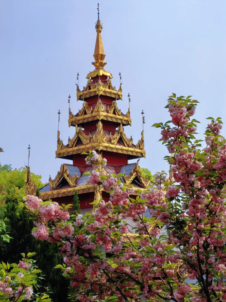 Pagoda surrounded by pink cherry blossoms at White Horse Temple Luoyang