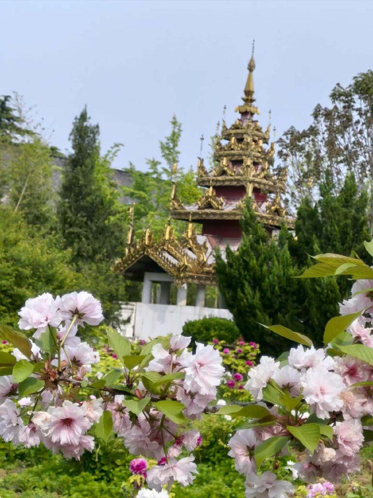 Cherry blossoms in bloom at White Horse Temple with ornate pagoda in Luoyang
