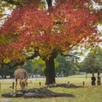 8 Best Hotels Near Nara Park: Luxury, Ryokan & Budget Stays