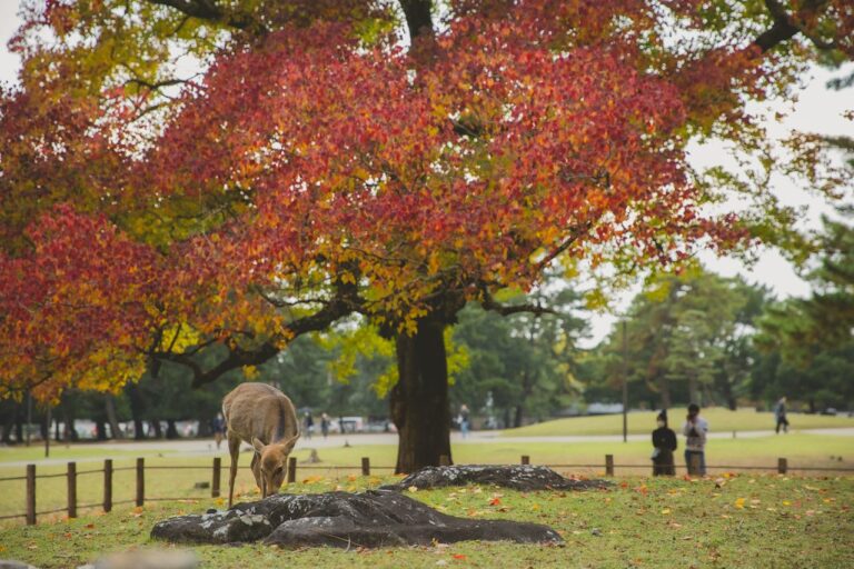 8 Best Hotels Near Nara Park: Luxury, Ryokan & Budget Stays