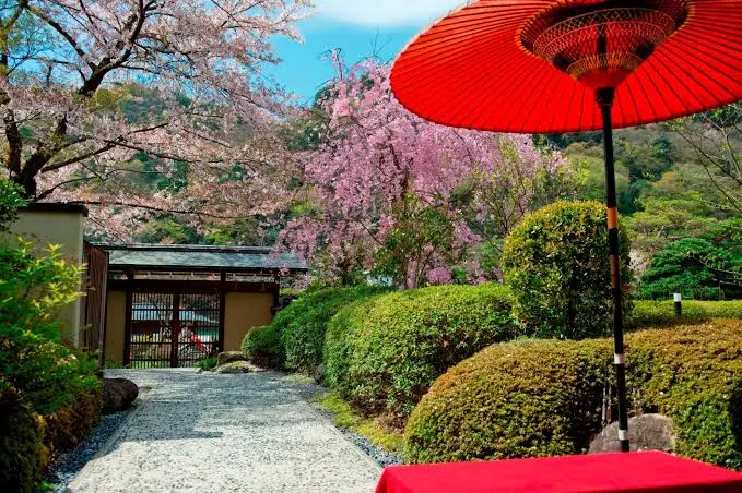Traditional Japanese garden at Ranzan Hotel in Arashiyama, Kyoto, featuring manicured greenery, cherry blossom trees, and a classic red Japanese parasol.