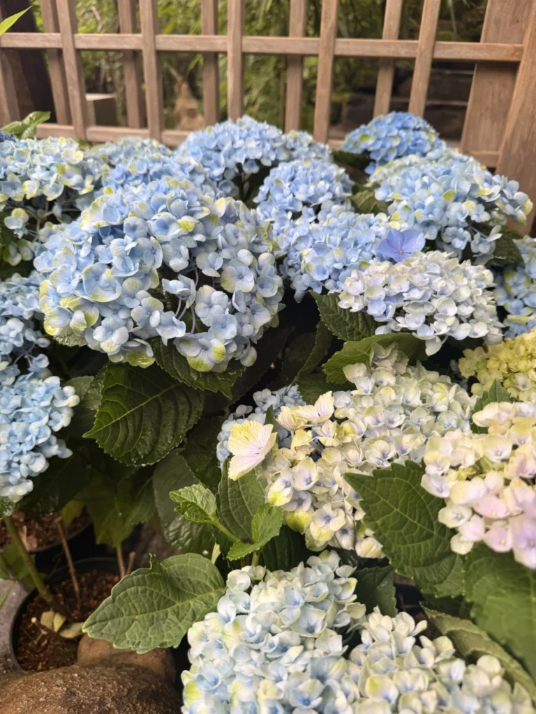 Blue hydrangea flowers blooming outside the entrance of Arashiyama Yusai-tei