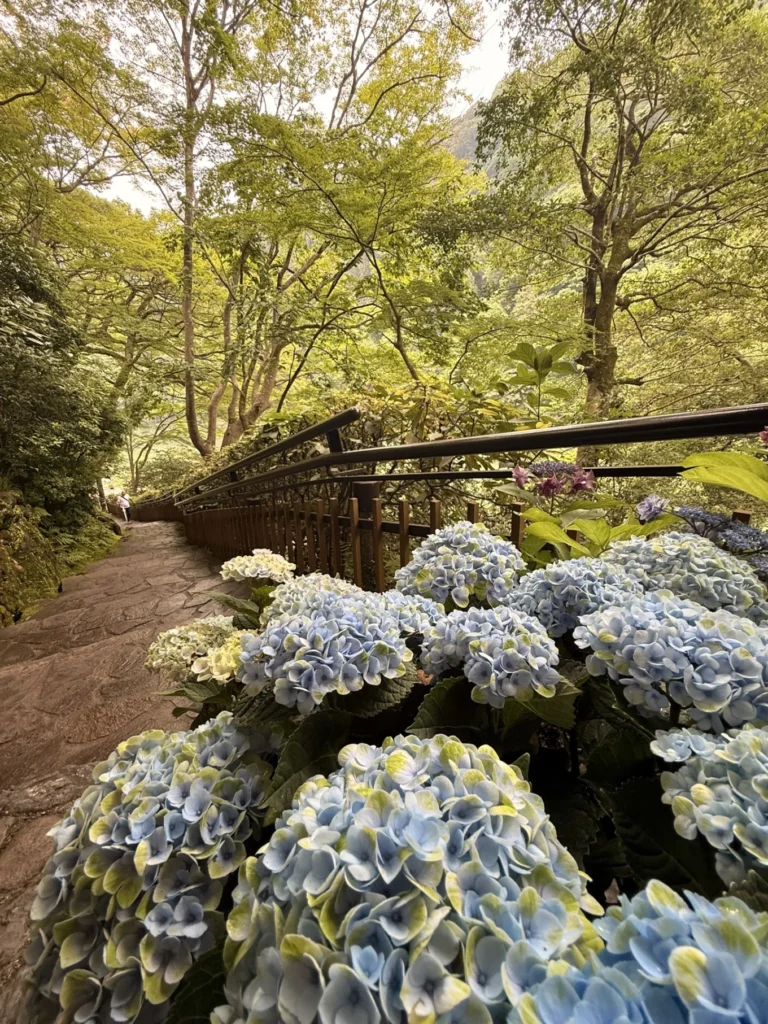 Hydrangea flowers lining the stone pathway overlooking the Katsura River at Arashiyama Yusai-tei