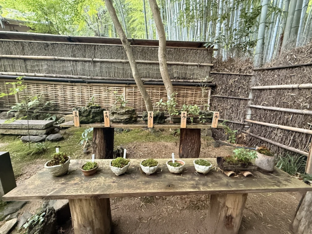 Gioji Temple Kyoto: Is the Moss Garden Worth Visiting? 14 Display of moss varieties in small ceramic bowls at Gioji Temple