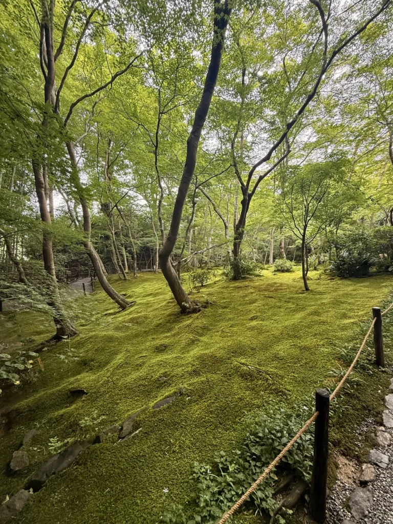 Gioji Temple Kyoto: Is the Moss Garden Worth Visiting? 15 Sunlit green moss garden beneath leaning trees at Gioji Temple