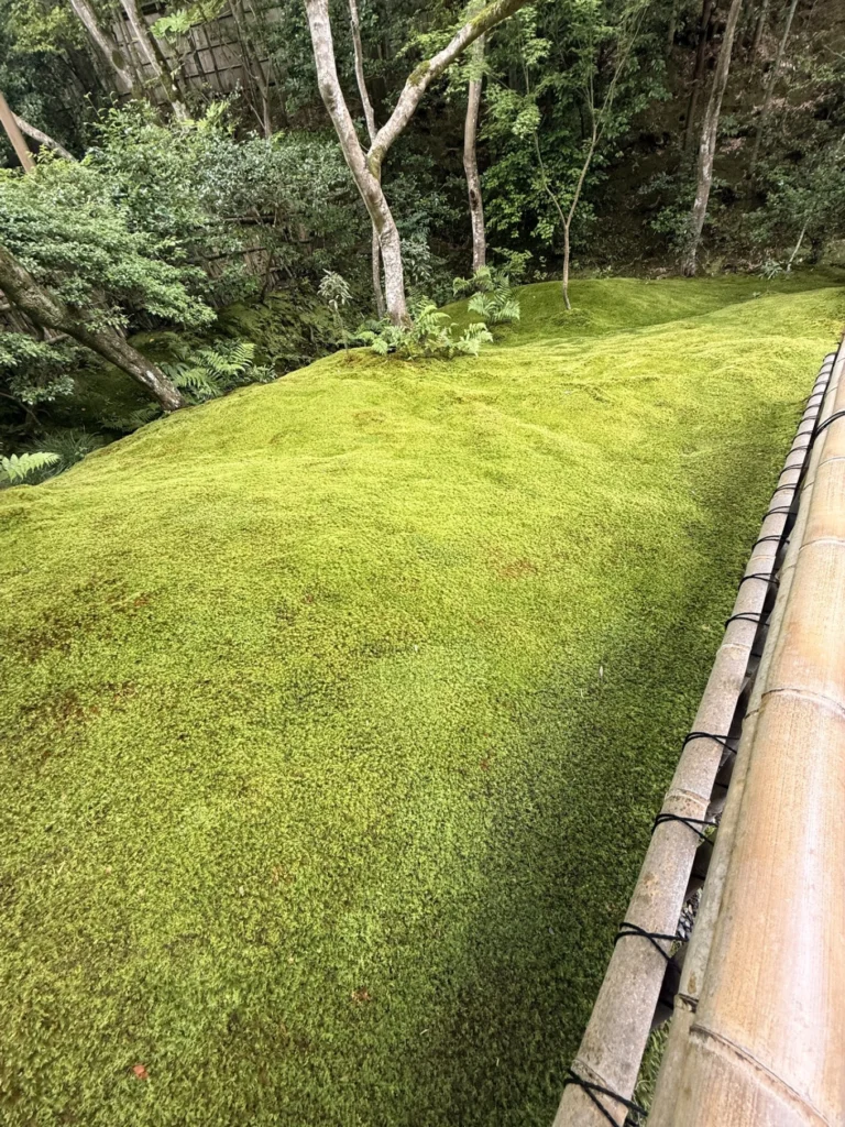 Gioji Temple Kyoto: Is the Moss Garden Worth Visiting? 17 Smooth carpet of bright green moss beside a bamboo railing at Gioji Temple