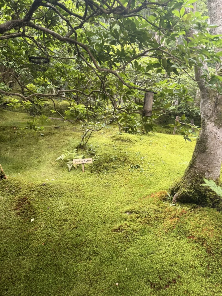 Gioji Temple Kyoto: Is the Moss Garden Worth Visiting? 8 Close view of the bright green moss garden at Gioji Temple in Kyoto