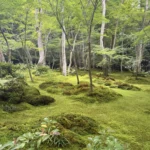 Gioji Temple Kyoto: Is the Moss Garden Worth Visiting?