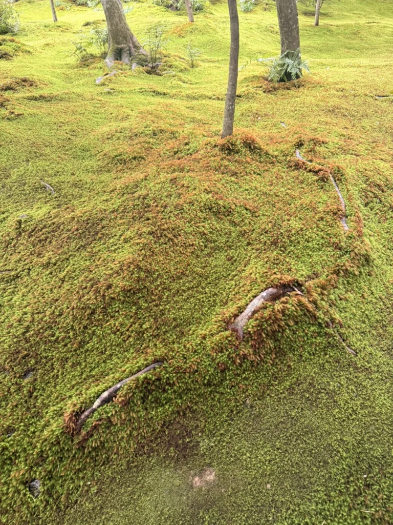 Gioji Temple Kyoto: Is the Moss Garden Worth Visiting? 12 Detailed close-up of thick moss covering tree roots at Gioji Temple