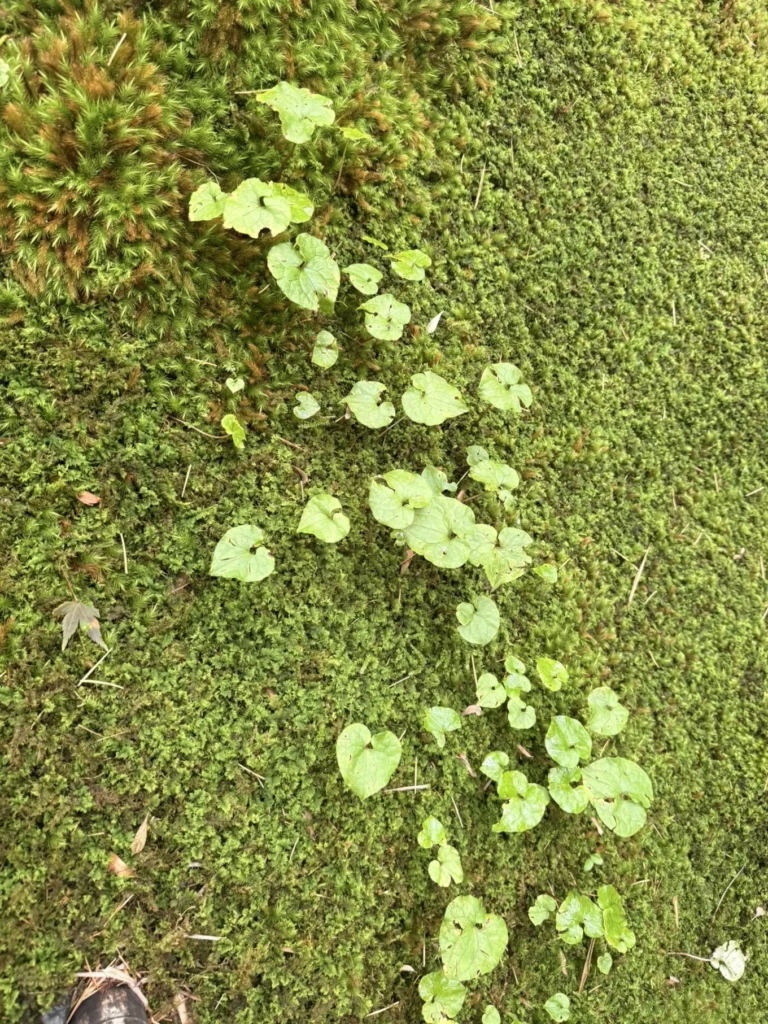 Gioji Temple Kyoto: Is the Moss Garden Worth Visiting? 13 Small green plants growing among moss at Gioji Temple in Kyoto