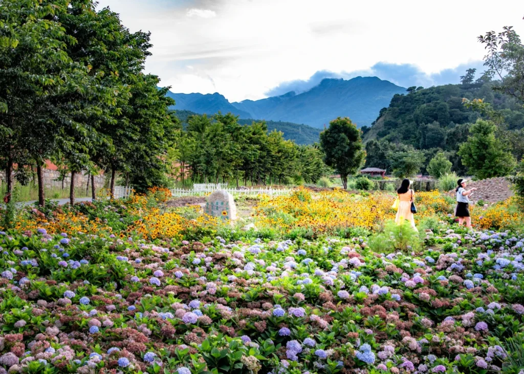 Where to Stay in Dali: 6 Best Areas & Hotels 10 Colourful flower fields beneath the Cangshan Mountains in Dali, with visitors walking through the garden.