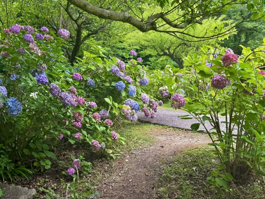 Hydrangeas surrounding a quiet garden path at Chishaku-in Temple Kyoto