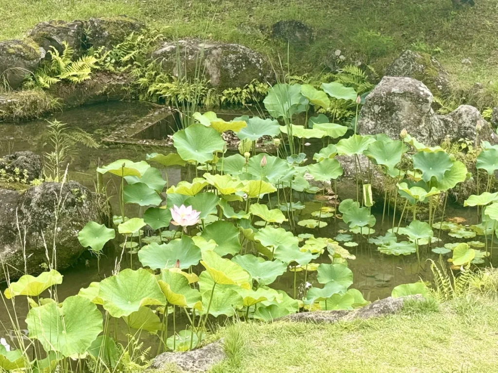 Lotus flower and green lotus leaves in a pond at Chishaku-in Temple Kyoto