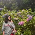 Chishaku-in Hydrangeas in Kyoto: A Quiet, Free Ajisai Hidden Gem