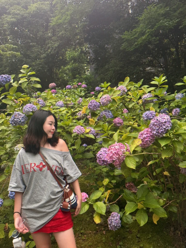 Chishaku-in Hydrangeas in Kyoto: A Quiet, Free Ajisai Hidden Gem