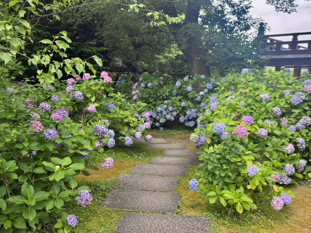 Pink purple and blue hydrangeas lining a stone path at Chishaku-in Kyoto