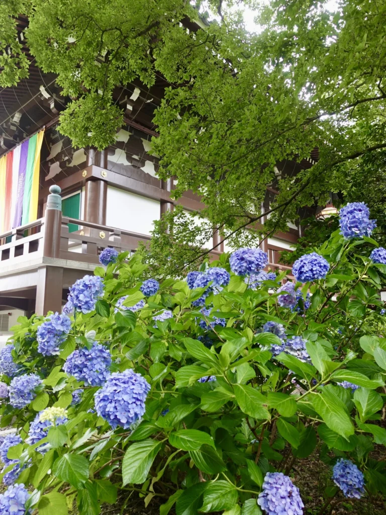 Blue hydrangeas blooming beside a temple building at Chishaku-in Kyoto